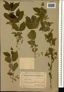 Euonymus europaeus L., Caucasus, Azerbaijan (K6) (Azerbaijan)