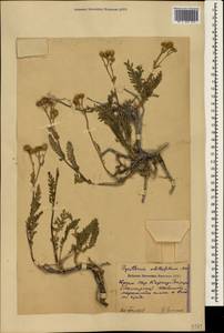 Tanacetum achilleifolium (M. Bieb.) Sch. Bip., Crimea (KRYM) (Russia)