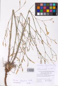 Dianthus leptopetalus Willd., Eastern Europe, Lower Volga region (E9) (Russia)