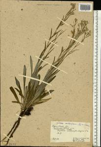 Jurinea multiflora (L.) B. Fedtsch., Eastern Europe, Lower Volga region (E9) (Russia)