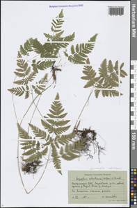 Gymnocarpium robertianum (Hoffm.) Newman, Middle Asia, Pamir & Pamiro-Alai (M2) (Tajikistan)