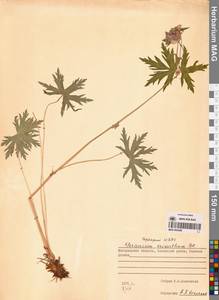 Geranium erianthum DC., Siberia, Chukotka & Kamchatka (S7) (Russia)