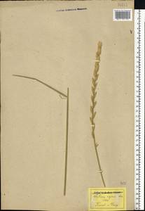 Thinopyrum elongatum (Host) D.R.Dewey, Eastern Europe, Rostov Oblast (E12a) (Russia)