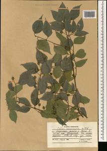 Celtis australis subsp. caucasica (Willd.) C. C. Townsend, South Asia, South Asia (Asia outside ex-Soviet states and Mongolia) (ASIA) (Afghanistan)