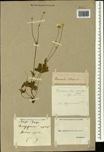Ranunculus caucasicus M. Bieb., Caucasus, Georgia (K4) (Georgia)