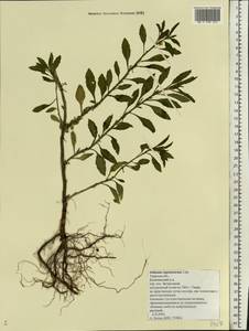 Solanum pseudocapsicum L., Eastern Europe, North-Western region (E2) (Russia)