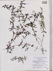 Galium boreale L., Siberia, Russian Far East (S6) (Russia)