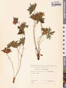 Geranium erianthum DC., Siberia, Chukotka & Kamchatka (S7) (Russia)