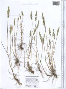 Briza humilis M.Bieb., Caucasus, Black Sea Shore (from Novorossiysk to Adler) (K3) (Russia)