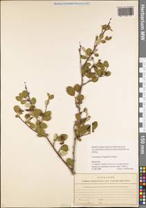 Cotoneaster oliganthus Pojark., Middle Asia, Western Tian Shan & Karatau (M3) (Kyrgyzstan)