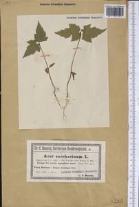 Acer saccharinum L., America (AMER) (Poland)