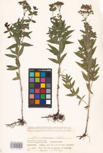 Galium rubioides L., Eastern Europe, Lower Volga region (E9) (Russia)