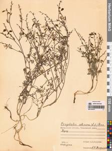 Corydalis sibirica (L.fil.) Pers., Siberia, Chukotka & Kamchatka (S7) (Russia)