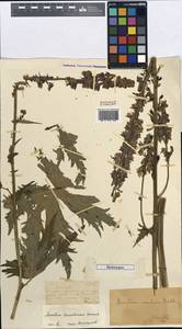 Aconitum leucostomum Vorosch., Middle Asia, Muyunkumy, Balkhash & Betpak-Dala (M9) (Kazakhstan)