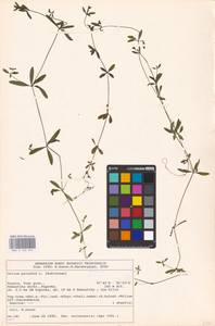 Galium palustre L., Eastern Europe, North-Western region (E2) (Russia)