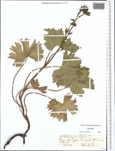 Delphinium poltaratzkii Rupr., Middle Asia, Northern & Central Tian Shan (M4) (Kyrgyzstan)