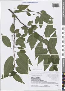 Prunus pensylvanica L. fil., Eastern Europe, Central region (E4) (Russia)