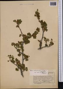 Ribes heterotrichum C.A. Mey., Middle Asia, Northern & Central Tian Shan (M4) (Kyrgyzstan)