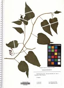 Solanum dulcamara L., Eastern Europe, Eastern region (E10) (Russia)