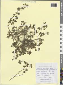 Medicago polymorpha L., Caucasus, Black Sea Shore (from Novorossiysk to Adler) (K3) (Russia)