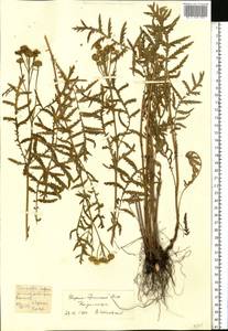 Tanacetum vulgare L., Eastern Europe, Northern region (E1) (Russia)