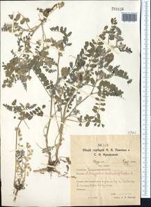 Astragalus contortuplicatus L., Middle Asia, Northern & Central Kazakhstan (M10) (Kazakhstan)