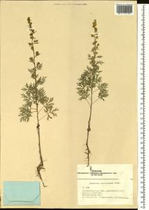 Artemisia sieversiana Ehrh. ex Willd., Siberia, Western Siberia (S1) (Russia)
