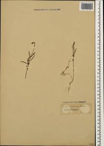 Linaria armeniaca Chav., Caucasus, Azerbaijan (K6) (Azerbaijan)