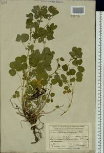 Medicago platycarpos (L.) Trautv., Siberia, Altai & Sayany Mountains (S2) (Russia)