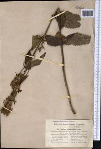 Betonica betoniciflora (Rupr. ex O.Fedtsch. & B.Fedtsch.) Sennikov, Middle Asia, Pamir & Pamiro-Alai (M2)