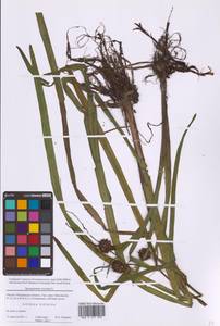 Sparganium erectum L., Eastern Europe, Moscow region (E4a) (Russia)