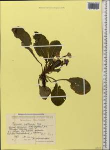 Primula vulgaris subsp. rubra (Sm.) Arcang., Caucasus, Georgia (K4) (Georgia)