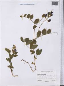 Lathyrus japonicus Willd., America (AMER) (United States)