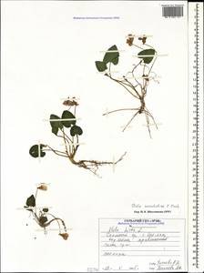 Viola somchetica C. Koch, Caucasus, North Ossetia, Ingushetia & Chechnya (K1c) (Russia)