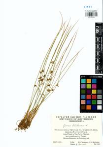 Juncus filiformis L., Siberia, Baikal & Transbaikal region (S4) (Russia)