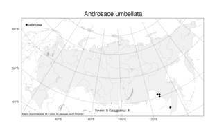 Androsace umbellata (Lour.) Merr., Atlas of the Russian Flora (FLORUS) (Russia)