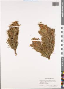 Pinus pumila (Parl.) Regel, Siberia, Russian Far East (S6) (Russia)