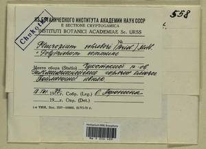 Pleurozium schreberi (Willd. ex Brid.) Mitt., Bryophytes, Bryophytes - Chukotka & Kamchatka (B21) (Russia)