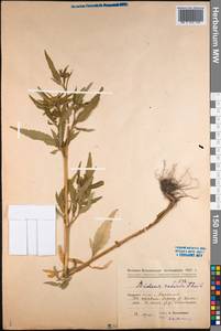 Bidens radiata Thuill., Siberia, Western Siberia (S1) (Russia)