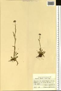 Erigeron borealis (Vierh.) Simmons, Siberia, Western Siberia (S1) (Russia)