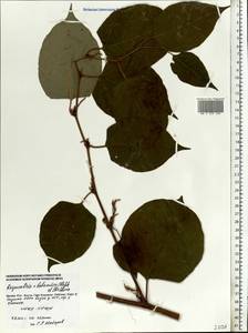 Reynoutria × bohemica Chrtek & Chrtková, Eastern Europe, Moscow region (E4a) (Russia)