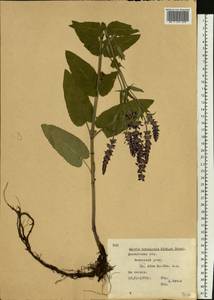 Salvia nemorosa subsp. pseudosylvestris (Stapf) Bornm., Eastern Europe, Moscow region (E4a) (Russia)