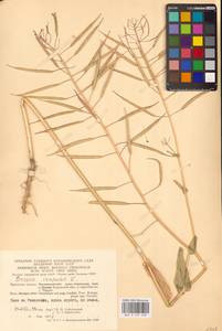 Brassica rapa subsp. sylvestris (L.) Janch., Eastern Europe, Central region (E4) (Russia)
