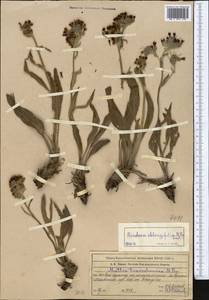 Rindera oblongifolia Popov, Middle Asia, Western Tian Shan & Karatau (M3) (Kazakhstan)