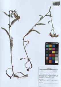 Achillea asiatica Serg., Siberia, Altai & Sayany Mountains (S2) (Russia)