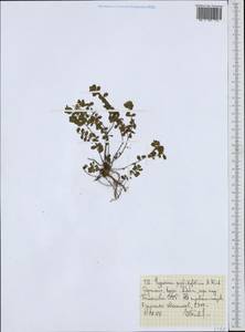 Hypericum peplidifolium A. Rich., Africa (AFR) (Ethiopia)
