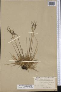 Festuca vivipara (L.) Sm., America (AMER) (Greenland)