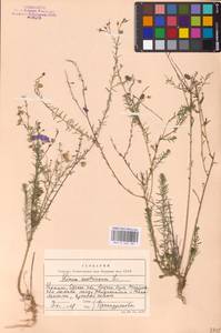 Linum austriacum L., Eastern Europe, South Ukrainian region (E12) (Ukraine)