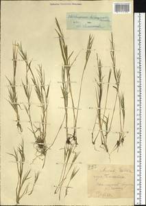 Cleistogenes kitagawae Honda, Siberia, Western (Kazakhstan) Altai Mountains (S2a) (Kazakhstan)