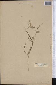 Apluda mutica L., America (AMER) (Not classified)
